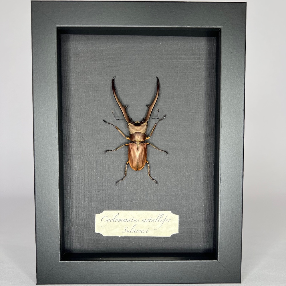 Real framed exotic Cyclommatus metallifer beetle